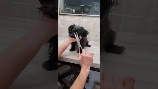 Dog Grooming without restraints Multiple demonstration Morkie MalteseYorkie [upl. by Tychon]