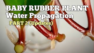 How to Propagate Baby Rubber Plant in Water Peperomia Obtusifolia PART 2 Shorts [upl. by Piscatelli484]