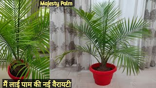 Majesty Palm care tips  palm growing tips  how to grow palm  palm variety  majesty palm [upl. by Dranyar]