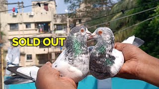 MY LOFT KALSIRA PIGEON SOLD OUT ajloft [upl. by Eimor739]