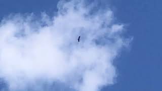 Part 13 Snowy White Egrets amp Beautiful Hawk Flying High with Very Cool Crow Call WARNING [upl. by Magnuson]