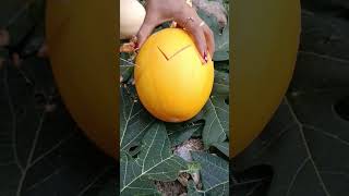 Belah melon golden shortsvideo [upl. by Jewelle132]