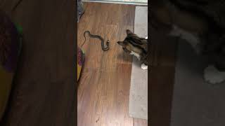 Cat VS snake  Epic Battle  Food Thief [upl. by Arick]