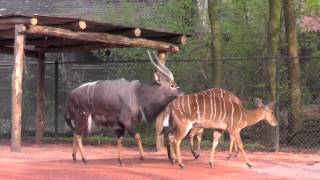 Pferdestärken Folge 12  Tiere bis unters Dach  SWR Plus [upl. by Conall]