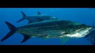 Sábalo Megalops atlanticus Atlantic tarpon [upl. by Gotthard]