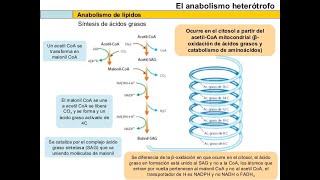 Anabolismo de lípidos y de aminoácidos V65 [upl. by Anwadal820]