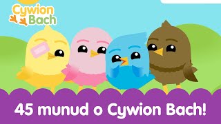 45 Munud o Cywion Bach  45 minutes Welsh Baby Songs Learning [upl. by Justine]