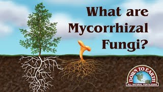 What Are Mycos Down To Earth Fertilizers [upl. by Anilatac400]