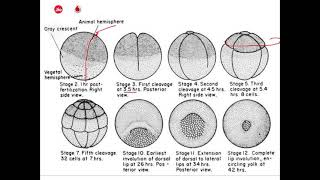 Blastulation of frog part 2 and fate map of blastula [upl. by Nirred]