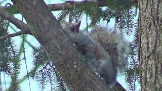 Grey Squirrel Licking Tree Snow [upl. by Mohl]