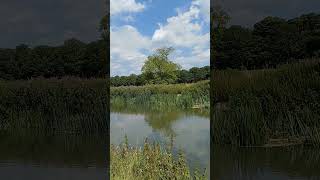 Ducks Riverbank quotnestsquot Grantchester Meadows cambridge UK river wildlife wildflowers ducks [upl. by Yecad]