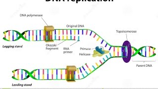 How Nucleotides are Added in DNA Replication [upl. by Gaudette337]