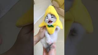 The little kitten is meowing💕😻cat kitten cute catlover pets [upl. by Halbeib]