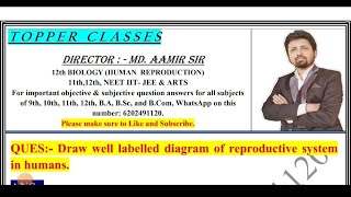 Draw well labelled diagram of reproductive system in humans  AAMIR SIR PATNA [upl. by Corneille]