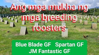 EP563 part 1 Ang mga mukha ng mga breeding roosters ng Spartan GF Blue Blade GF at JM Fantastic [upl. by Etnaud]