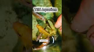 Fun 😊 video 📸cichildfish cichlidaquarium fishing fish diwali shorts trendingshorts [upl. by Salis]