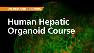 OnDemand Training Human Hepatic Organoid Course [upl. by Adnamar]