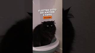 3 Tipps bei Verdauungsstörungen bei Katzen 💩🙀 So kannst du sie unterstützen [upl. by Latsirk]