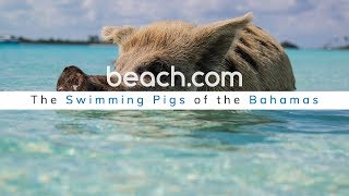 THE SWIMMING PIGS OF THE BAHAMAS [upl. by Eniladam]