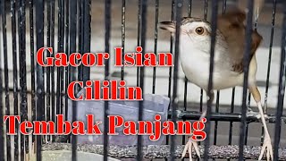 Ciblek Sawah Gacor Nembak Isian Cililin  CiWah Rasa Cililin  CiWah Bren  Ciblek Bren [upl. by Assirak]