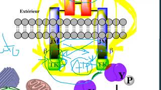 Leçon 15  Voie de Signalisation  Récepteurs tyrosine Kinase  cas de lInsuline [upl. by Viviyan]