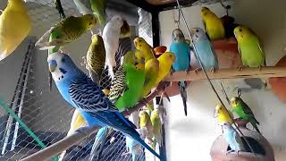 Budgies Parrots colony makes better benefit than cages [upl. by Calida]