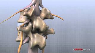 Lumbar Spine Anatomy [upl. by Annovad]