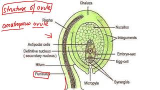 Female Gametophyte Pistil biology teacher study neet boardexam cbse STARTED555 [upl. by Tenahs844]