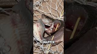 Inshore fishing and crab trapping fishing inshorefishing [upl. by Ailehpo]