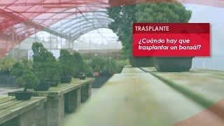 7 El trasplante ¿Cuándo trasplantar un bonsái [upl. by Hebner]