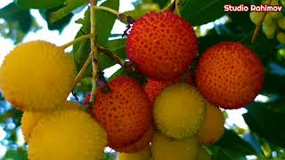 The Arbutus Unedo tree  its flowers fruits and leaves [upl. by Diego]