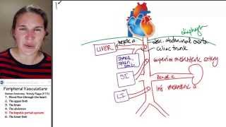 Circulation 5 Hepatic portal system [upl. by Uzziel926]