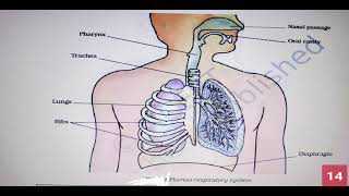 Respiration in organisms class 7 notes [upl. by Yenaled]