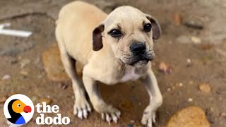 Malnourished Puppy Had A Wobbly Walk  The Dodo [upl. by Jilly121]