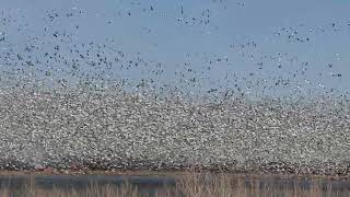 UNBELIEVABLE MASSIVE TAKEOFF OF SNOW GEESE [upl. by Yahsed]