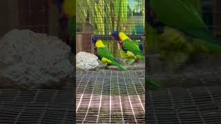 Rosenbergs Lorikeet Trichoglossus haematodus rosenbergii Lori mnohobarvý biakský [upl. by Riess]