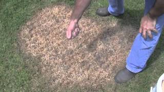 Quick overview of the Grass Stitcher lawn seeding tool [upl. by Eiffub]