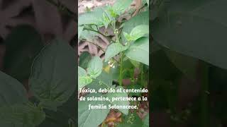 Conocida como hierba mora planta medicinal Solanum americanum solanum plantasmedicinales [upl. by Lednahc]