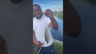 This is how I hook live shinersfishing floridaoutdoorsbaitshortsfypfypシ゚viralfuncanalhook￼ [upl. by Eytteb]