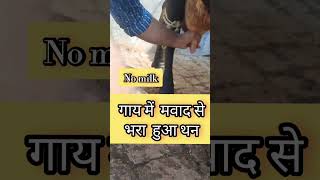 Chronic Mastitis  गाय में मवाद से भरा हुआ थन  treatment shortsviral ytshorts trending vet [upl. by Erl]