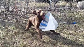 Dog settles score with the cone of shame after being neutered [upl. by Fenner]