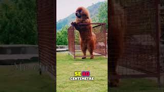 The Worlds Most Expensive Dog Tibetan Mastiff  Tibati mastiff shorts [upl. by Wittenburg8]