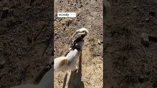 Mojo the dog on a windy walk in Wyoming dogshorts 💨 [upl. by Atnovart]