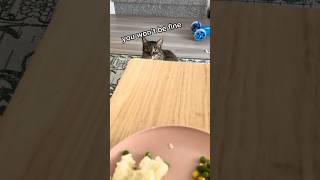 “Give me some of your salmon” Animals Say Silly Stuff shorts cats animalvoiceovers funnyanimals [upl. by Ase]