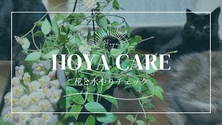 Hoya Care 花が咲いた水やりチェック [upl. by Vince]