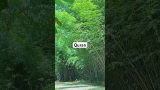 Surah Al Ambiyah Quran shorts quran [upl. by Procter]