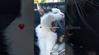 🇨🇦Unbelievable Candy Town His name is Candy cat catlover catvlog yaletown hilarious [upl. by Selma252]