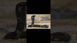 RingNecked Spitting Cobra and Waterberg Girdled Lizard [upl. by Engis]