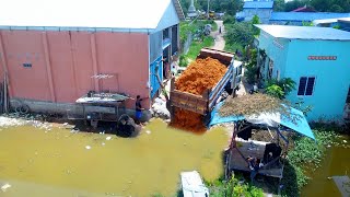 New Project work with Dozer D20A amp Truck 5T pushing soil on flooded land [upl. by Sidwel]