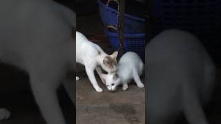 Pregnant cat tries to grab big kitten just before delivery Sign of cat in labor catbehavior cute [upl. by Nikolaos]